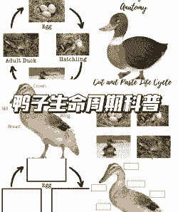 大规模养鸭要多少天成鸭