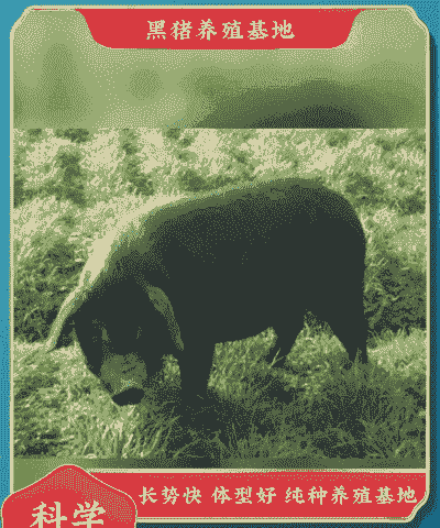 一只黑猪多少钱