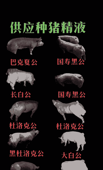 一个公猪有多少精液