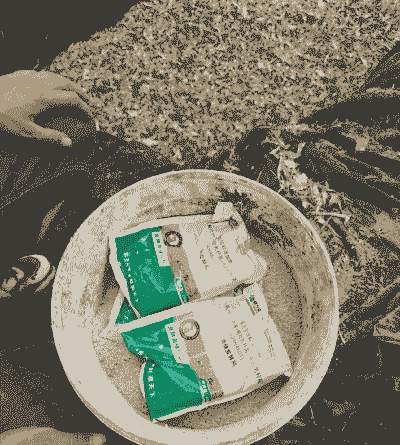 羊每天吃多少青储饲料