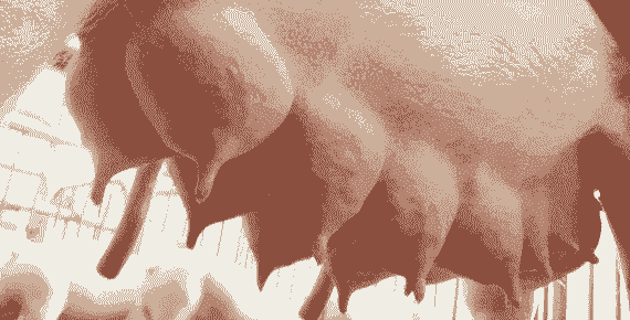 母猪一产能出多少奶