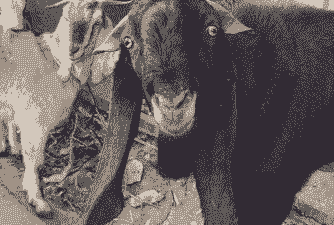 大耳羊有多少斤肉