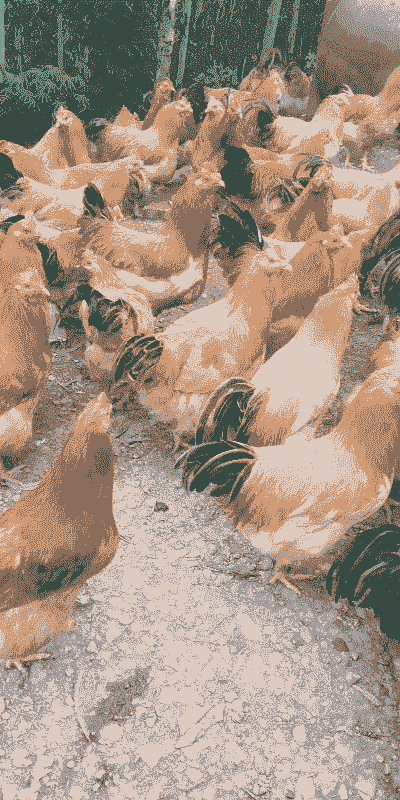 三黄肉鸡养殖多少天出栏