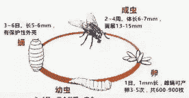 苍蝇卵多少时间变蛆