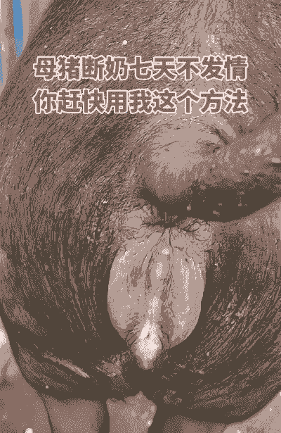 母猪一般多少天断奶