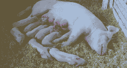 母猪第一胎产多少