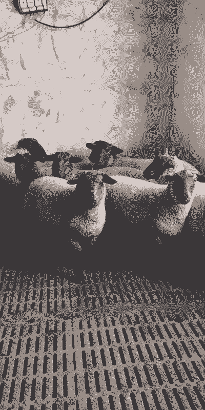 萨福克肉羊多少钱