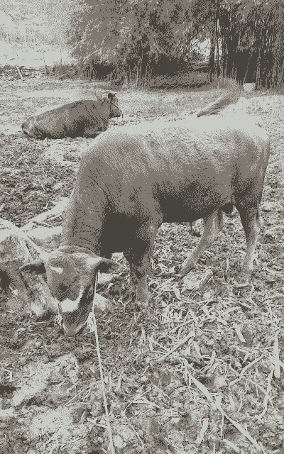 500斤黄牛能出多少肉