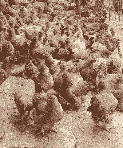 麻黄鸡价格多少一斤