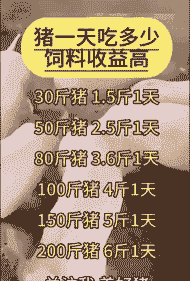 小猪多少天能会吃料