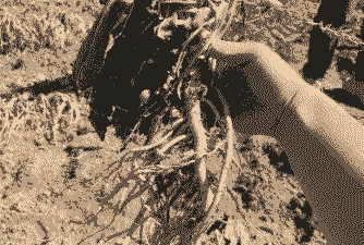 母猪产后板蓝根