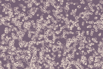 猪的细胞有多少个