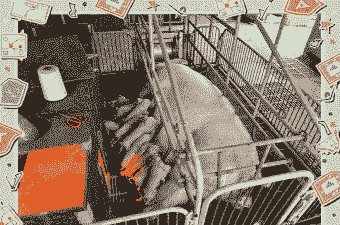 20头母猪猪场投资多少