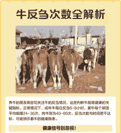 牛反刍多少次为正常