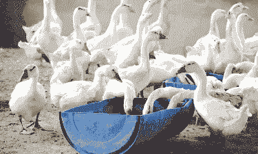 8斤鹅需要多少饲料维持