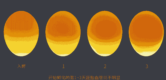 孵化鸡多少天开始凉蛋