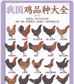 在中国养鸡的有多少只