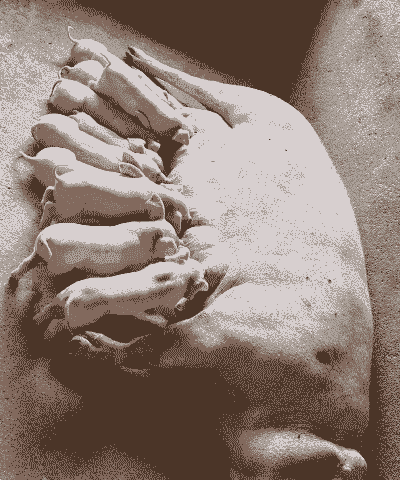 母猪一般生多少仔