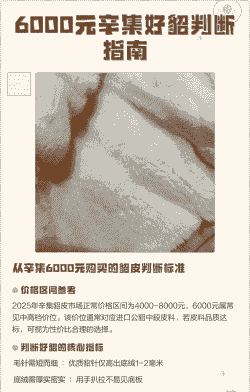 石家庄辛集貂多少钱