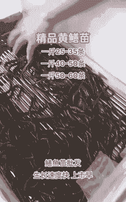 黄鳝一次繁殖多少条