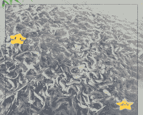 养殖母泥鳅投资多少钱