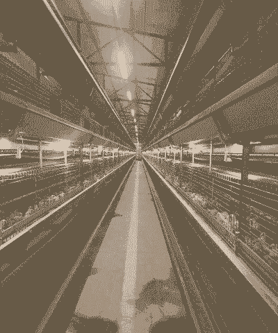 建现代话鸡舍多少钱