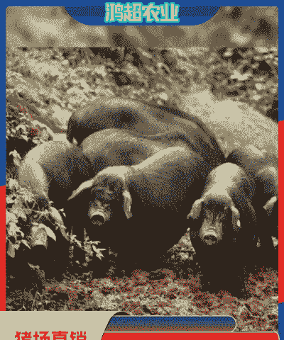 辽宁黑山猪仔多少钱