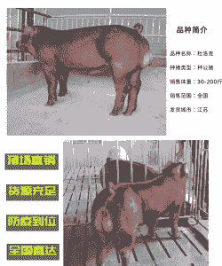杜洛克公猪苗多少钱