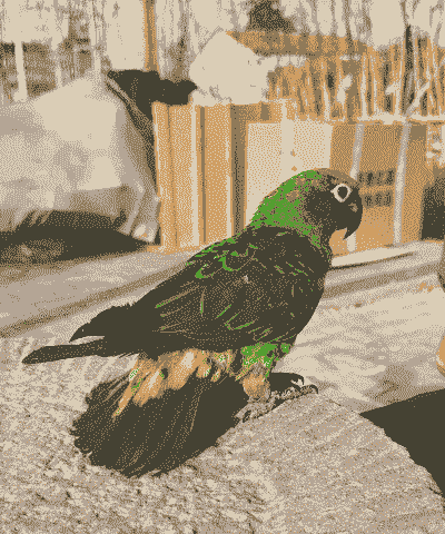 塞内加尔鹦鹉价钱多少