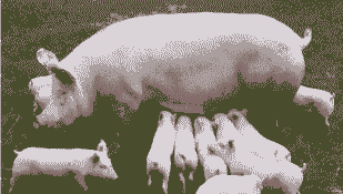 猪的圆环能活多少天