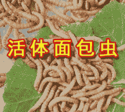 黄粉虫一斤有多少只