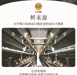 正大集团饲养多少只鸡