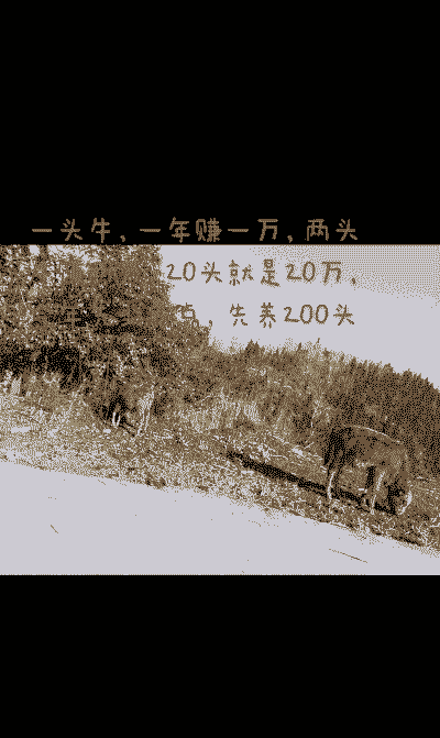 200头牛能赚多少钱
