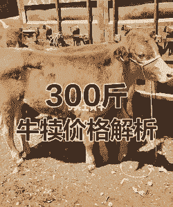 黄牛一般多少斤重