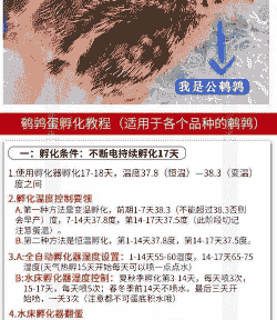 鹌鹑一年可以生多少蛋