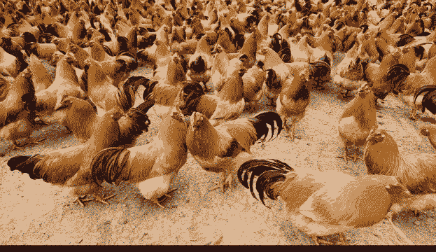 广西祝氏鸡苗多少钱