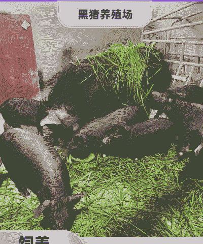 黑猪出栏多少钱一斤