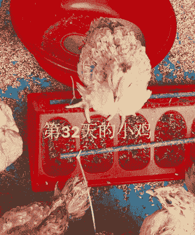 一斤毛鸡出多少鸡肉