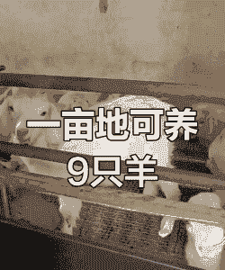 一亩牧草能喂多少羊