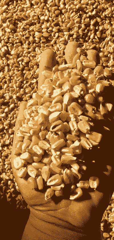 赤峰玉米多少钱一公斤