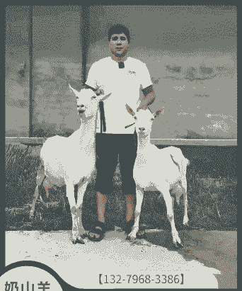 一只小奶羊多少钱