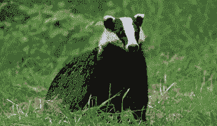 养獾子需要投资多少钱