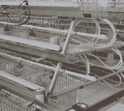 一万蛋鸡的设备需多少钱