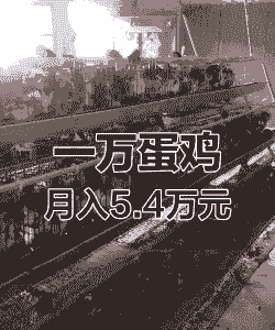 蛋鸡一天喂多少钱