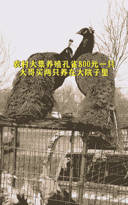 养殖孔雀国家补贴多少钱