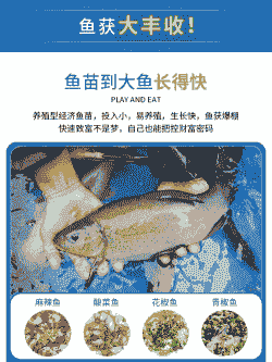 丁桂鱼一般多少钱