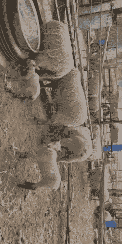 纯种夏洛莱羊多少钱