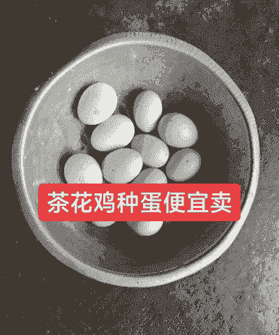 一个蛋鸡苗多少钱