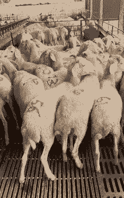 小尾寒羊一年能长多少斤