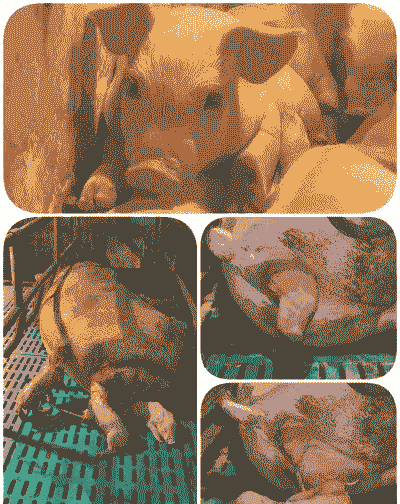 母猪一般养多少年